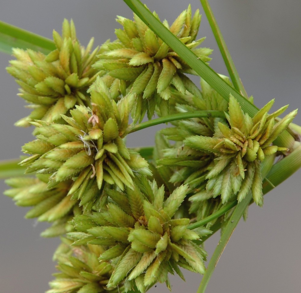 Cyperus eragrostis / Zigolo